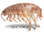 amphipods