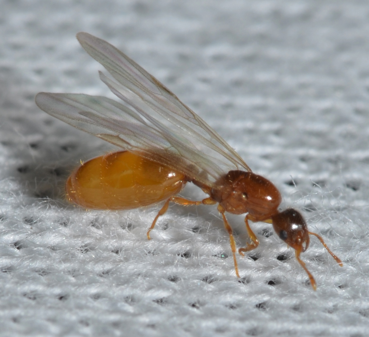 Solenopsis fugax - муравьи воры.