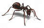 ants