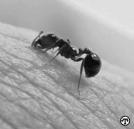 Ants