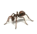 argentine ant