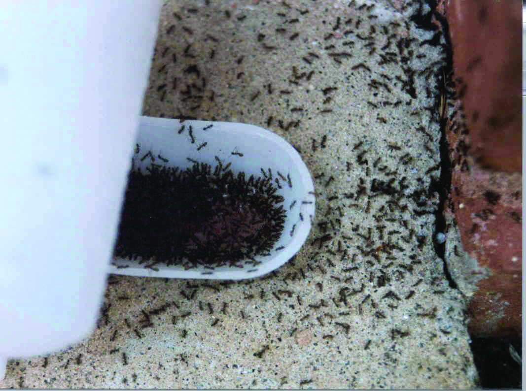 Little Black Ants How to Get Rid of Small / Tiny Black Ants