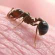 ant biting