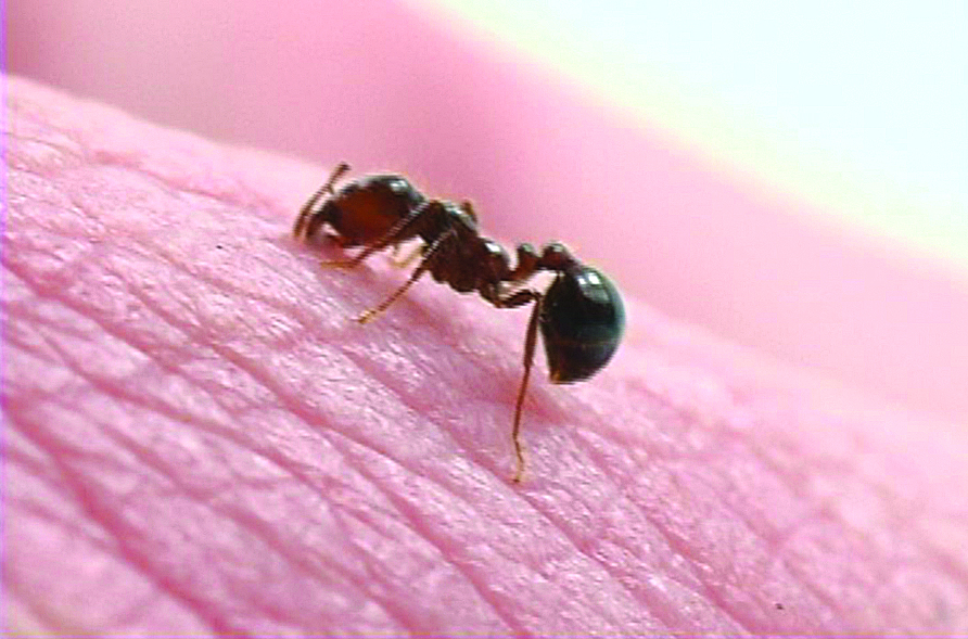 treat fire ant bites