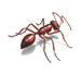 fire ant
