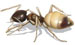 Ghost Ant
