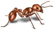 harvester ant