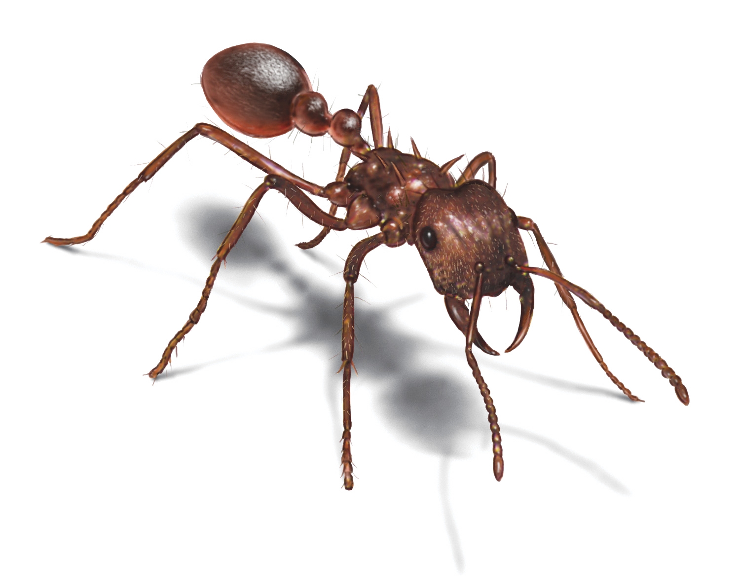 ant images