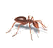 odorous ant