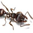 Pavement Ant