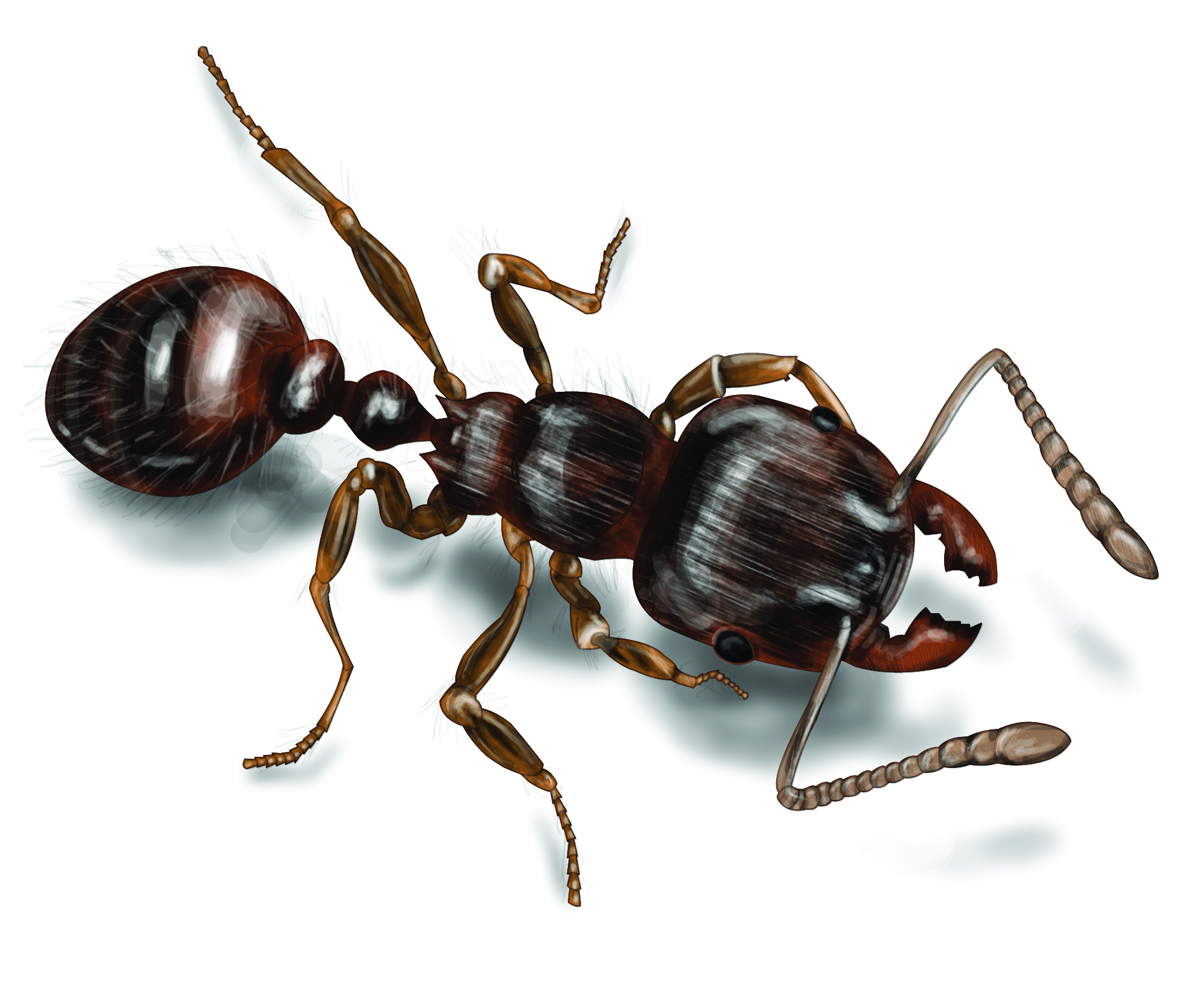 [Image: pavement-ant-illustration_1936x1600.jpg]