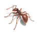 pavement ant