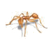 pharaoh ant