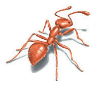 thief ant