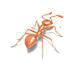 thief ant