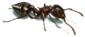 Acrobat Ant