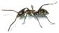 Argentine Ant Illustration