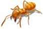 Citronella Ant