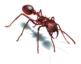 Leafcutter Ant