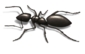 Moisture Ants