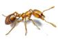 Thief Ant