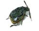 Bean Weevil Illustration