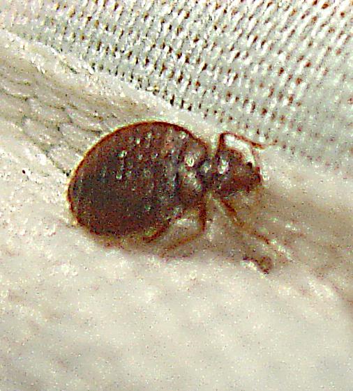 are bedbugs visible