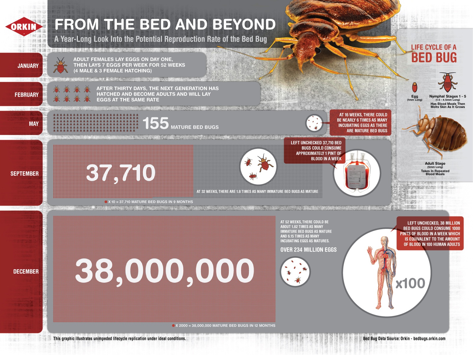 Bed Bug Environment Ideal Environment for Bed Bugs