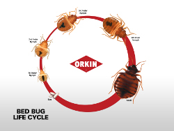 Bed Bug Life Cycle Chart (click to enlarge)