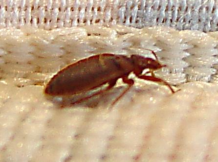 Avoid bringing bed bugs when you move.