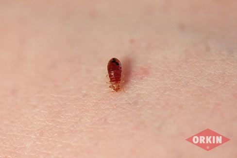 bed bug life stages insects resembling bed bugs