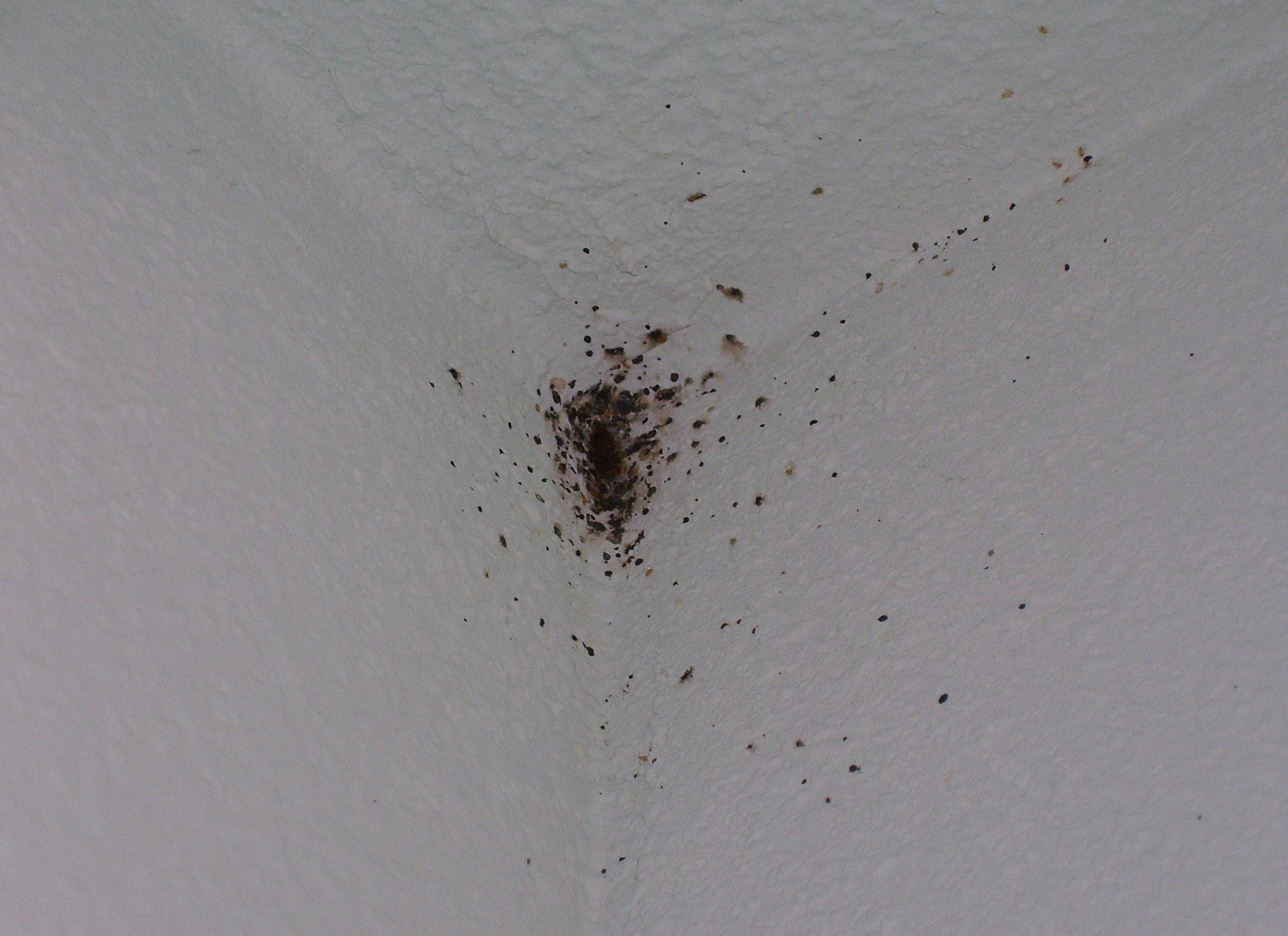 Bugs On Wall