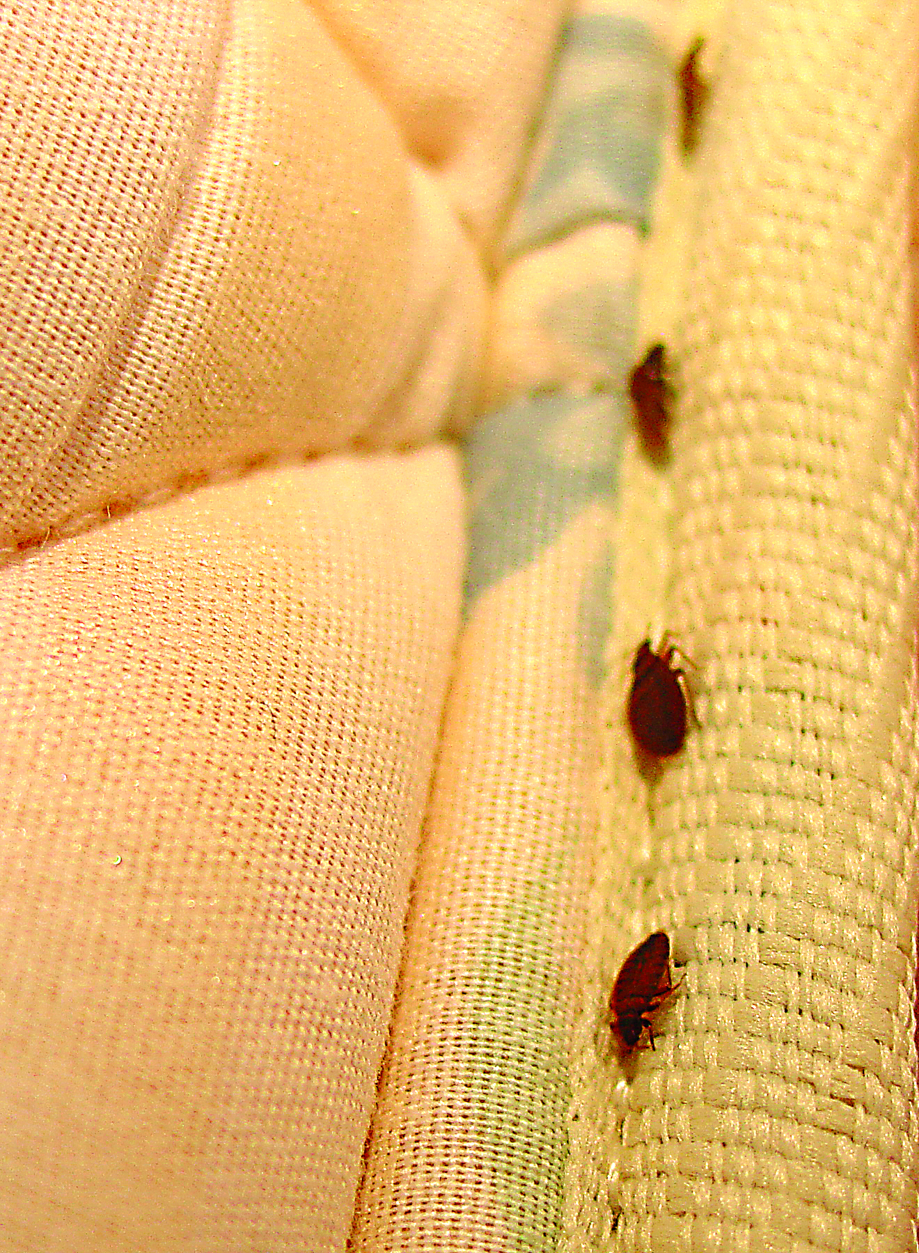 mattress bed bug