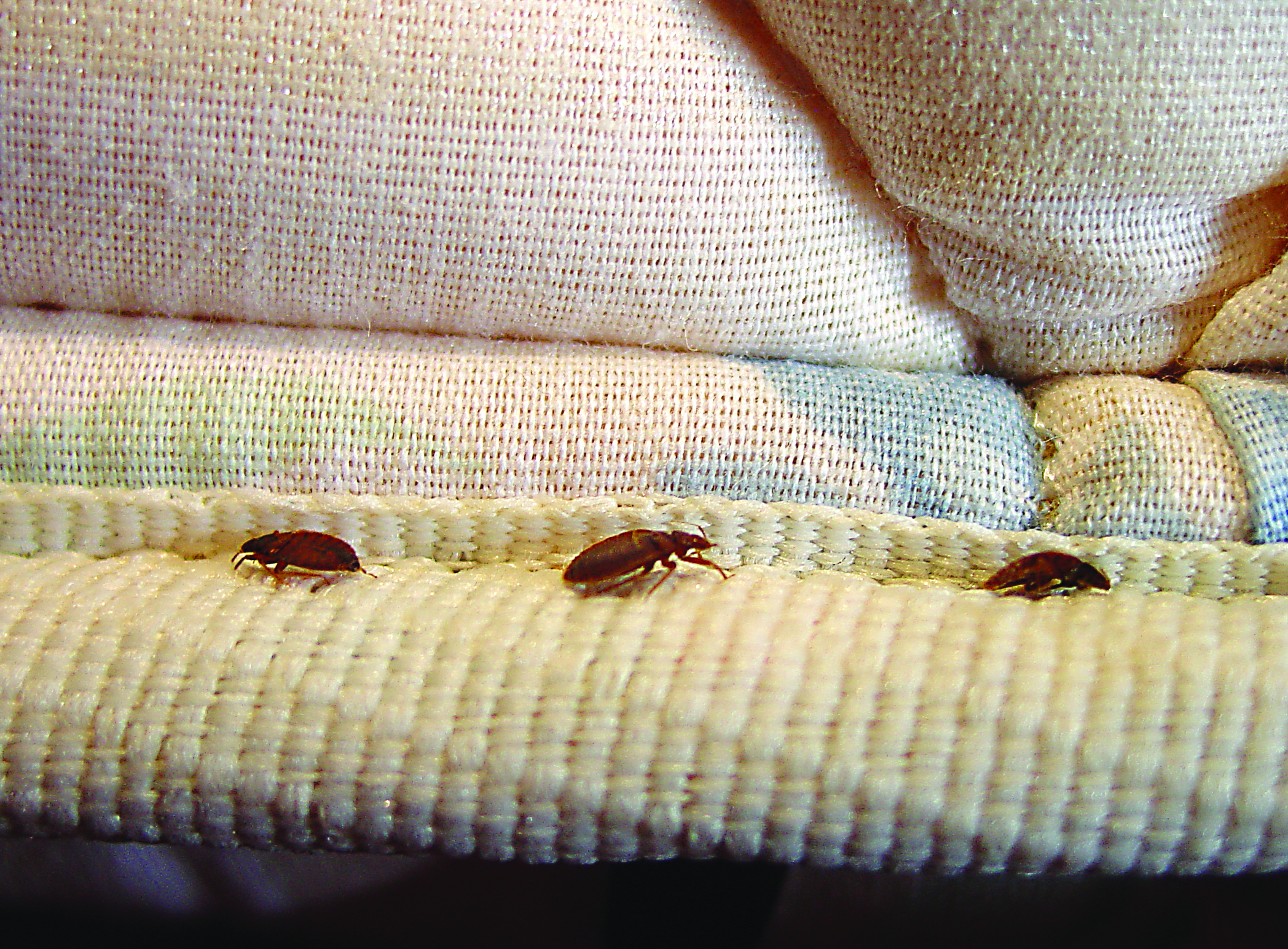 a mattress with bed bugs