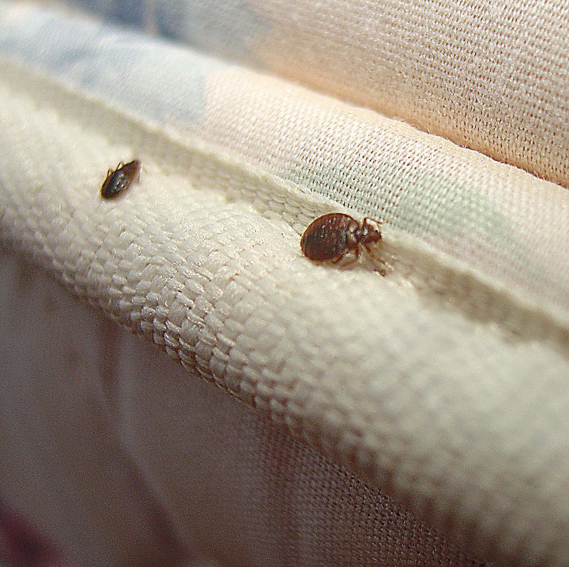 signs of bed bugs on mattress