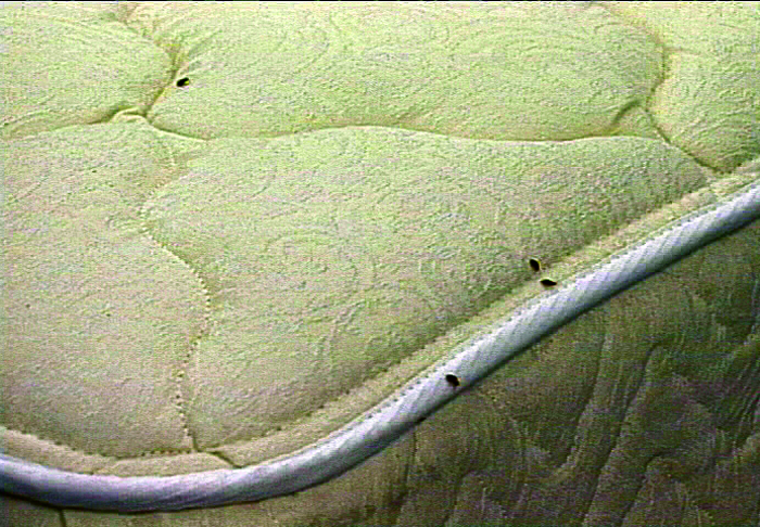 a mattress with bed bugs