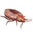 bed bugs