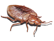 bed bugs