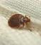 Bed bugs in Mattress Covers
