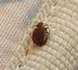 Bed Bugs Found In Mattress
