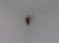 Bed Bug Wall Corener Cluster