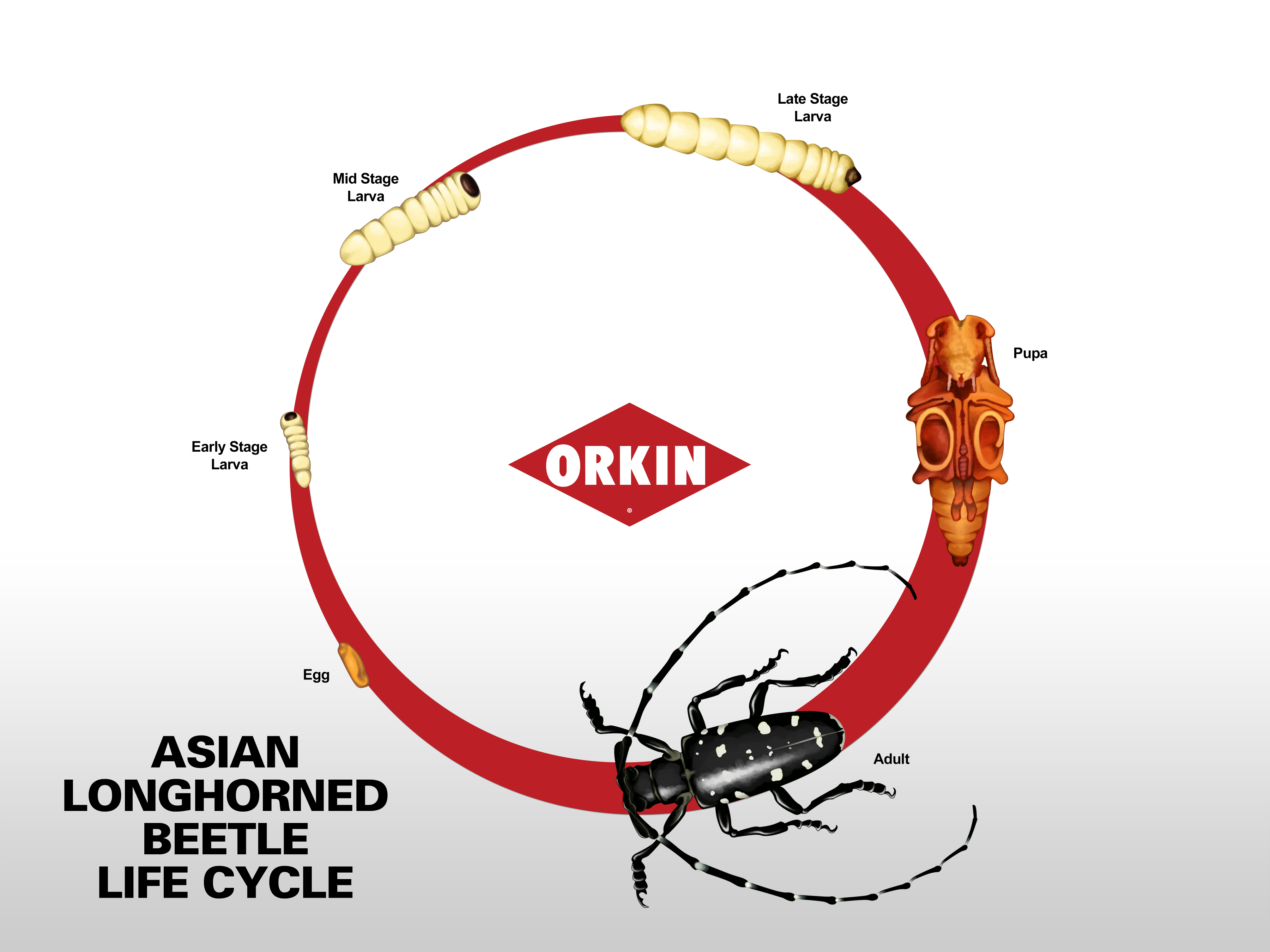 Asian Long-Horned Beetle Life Cycle, Development & Life Stages