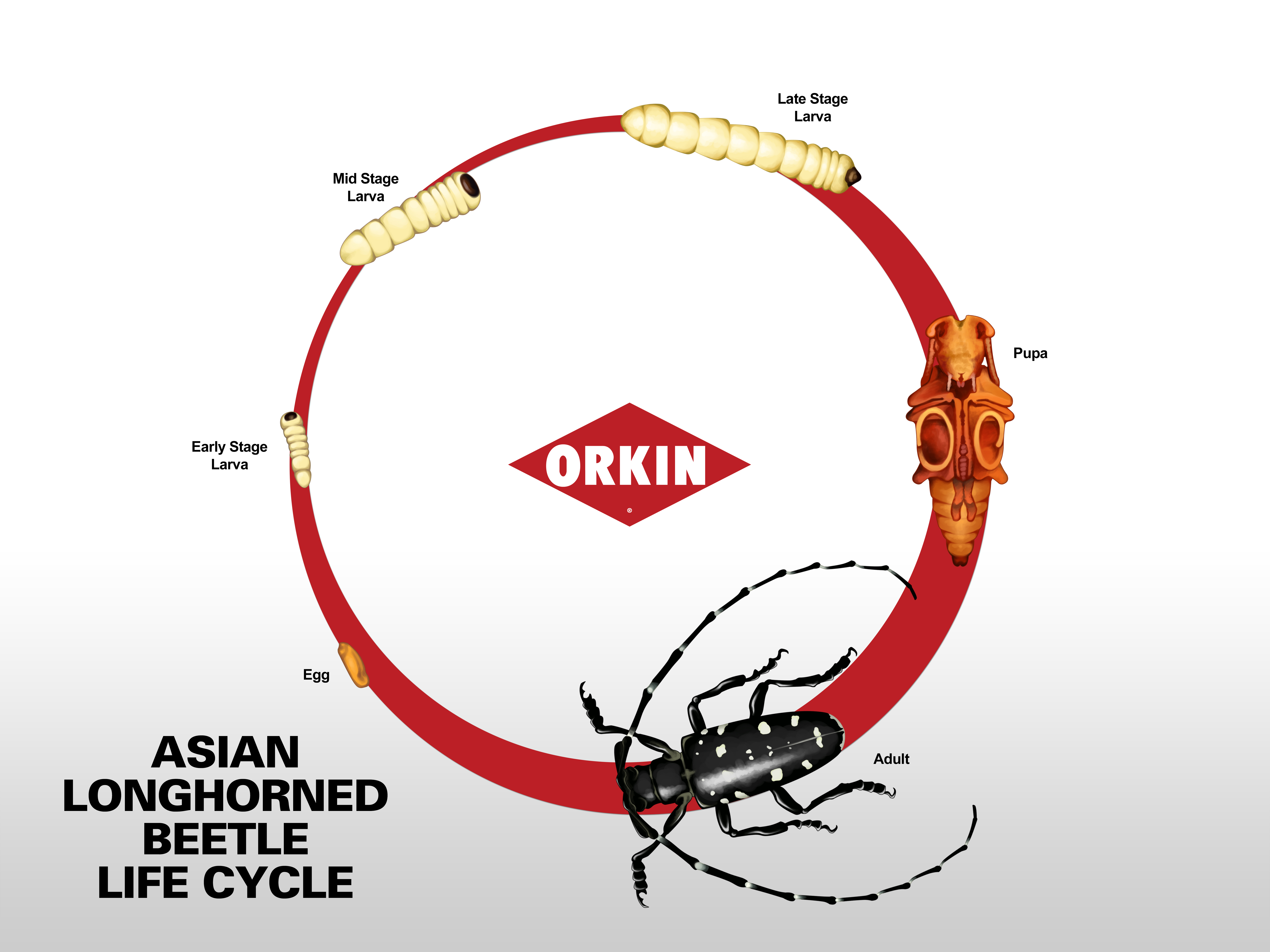 Asian Long Horned Beetle Life Cycle Development And Life Stages 