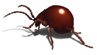 shiny spider beetle illustration