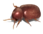 Cigarette Beetle Illustration