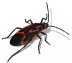 box elder bug
