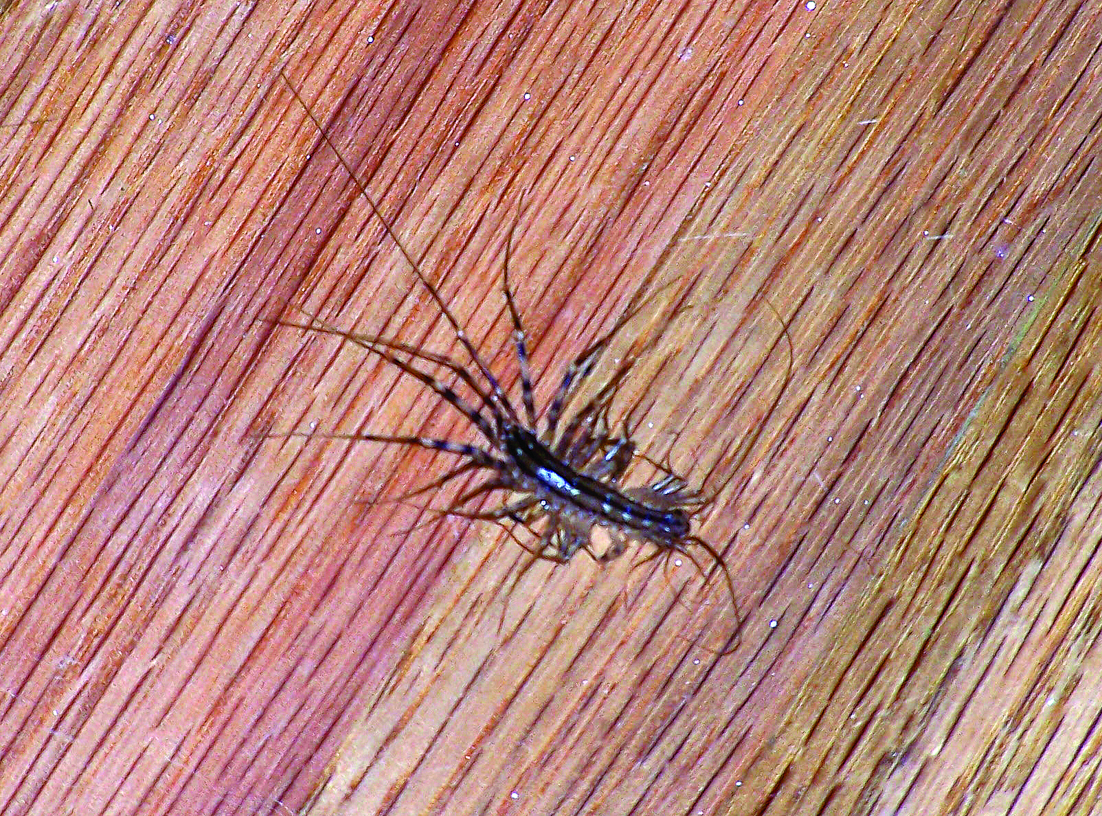 Bugs In My Bathroom Sink With Many Legs