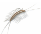 centipede