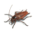brown-banded cockroach