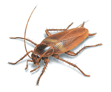 cucarachas